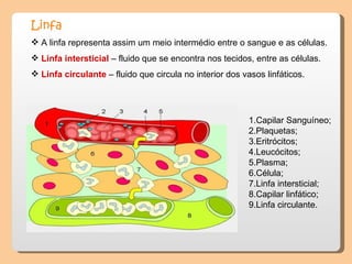 Linfa   A linfa representa assim um meio intermédio entre o sangue e as células.  Linfa intersticial  – fluido que se encontra nos tecidos, entre as células.  Linfa circulante  – fluido que circula no interior dos vasos linfáticos. 1.Capilar Sanguíneo;  2.Plaquetas;  3.Eritrócitos;  4.Leucócitos;  5.Plasma;  6.Célula;  7.Linfa intersticial;  8.Capilar linfático;  9.Linfa circulante.  