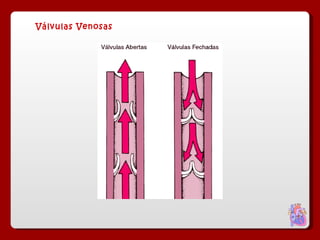 Válvulas Venosas 