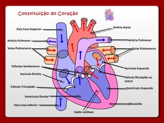 Constituição do Coração Artéria Aorta Veia Cava Superior Veia Cava Inferior Aurícula Direita Aurícula Esquerda Ventrículo Direito Ventrículo Esquerdo Miocárdio Válvula Tricúspide  Válvula Bicúspide ou mitral Septo cardíaco  Válvulas Semilunares Artéria Pulmonar Artéria Pulmonar Veias Pulmonares Veias Pulmonares 