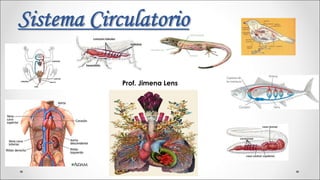 Sistema Circulatorio
Sistema Circulatorio
Prof. Jimena Lens
 