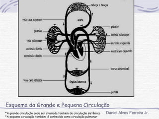 Esquema da Grande e Pequena Circulação
*A grande circulação pode ser chamada também de circulação sistêmica   Daniel Alves Ferreira Jr.
*A pequena circulação também é conhecida como circulação pulmonar
 