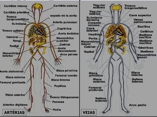 ARTÉRIAS   VEIAS   Daniel Alves Ferreira Jr.
 