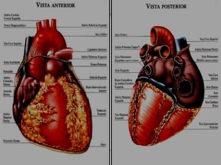 Daniel Alves Ferreira Jr.
 