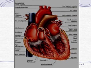 Daniel Alves Ferreira Jr.
 