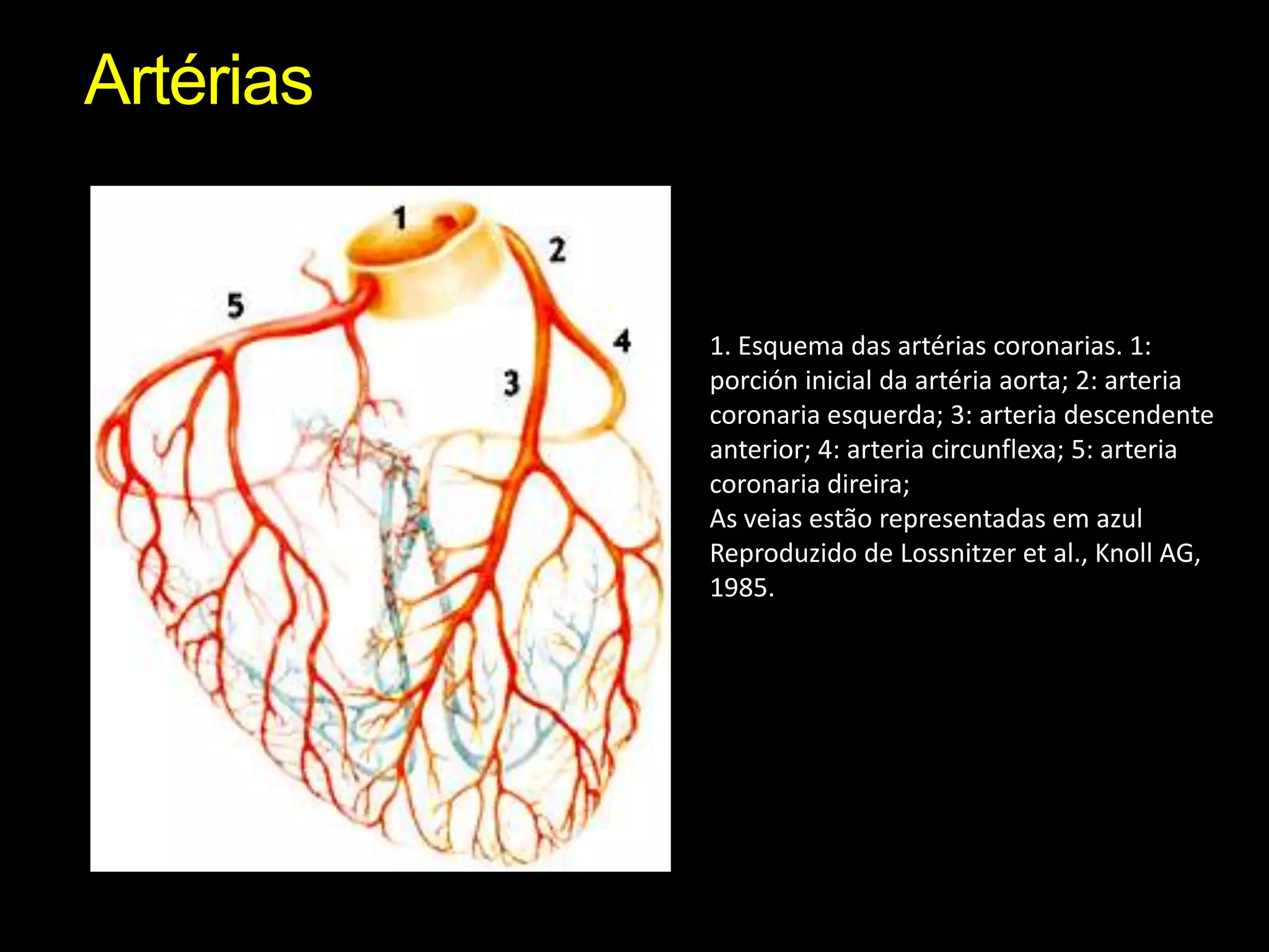 Artérias1. Esquema das artérias coronarias. 1: porción inicial da artéria aorta; 2: arteria coronaria esquerda; 3: arteria descendente anterior; 4: arteria circunflexa; 5: arteria coronaria direira; As veias estão representadas em azul Reproduzido de Lossnitzer et al., Knoll AG, 1985.