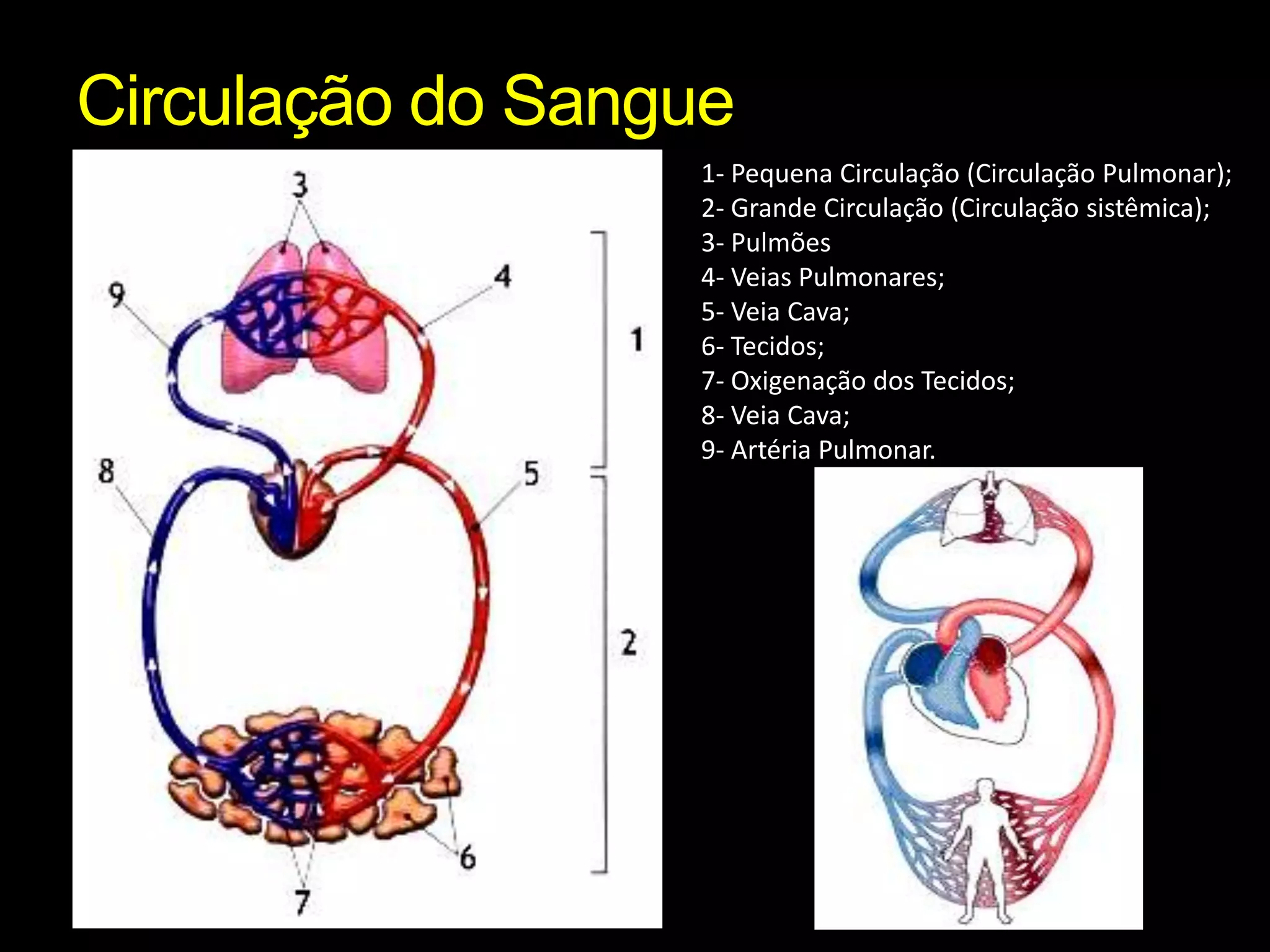 Circulação do Sangue1- Pequena Circulação (Circulação Pulmonar);2- Grande Circulação (Circulação sistêmica); 3- Pulmões4- Veias Pulmonares;5- Veia Cava;6- Tecidos;7- Oxigenação dos Tecidos;8- Veia Cava;9- Artéria Pulmonar.