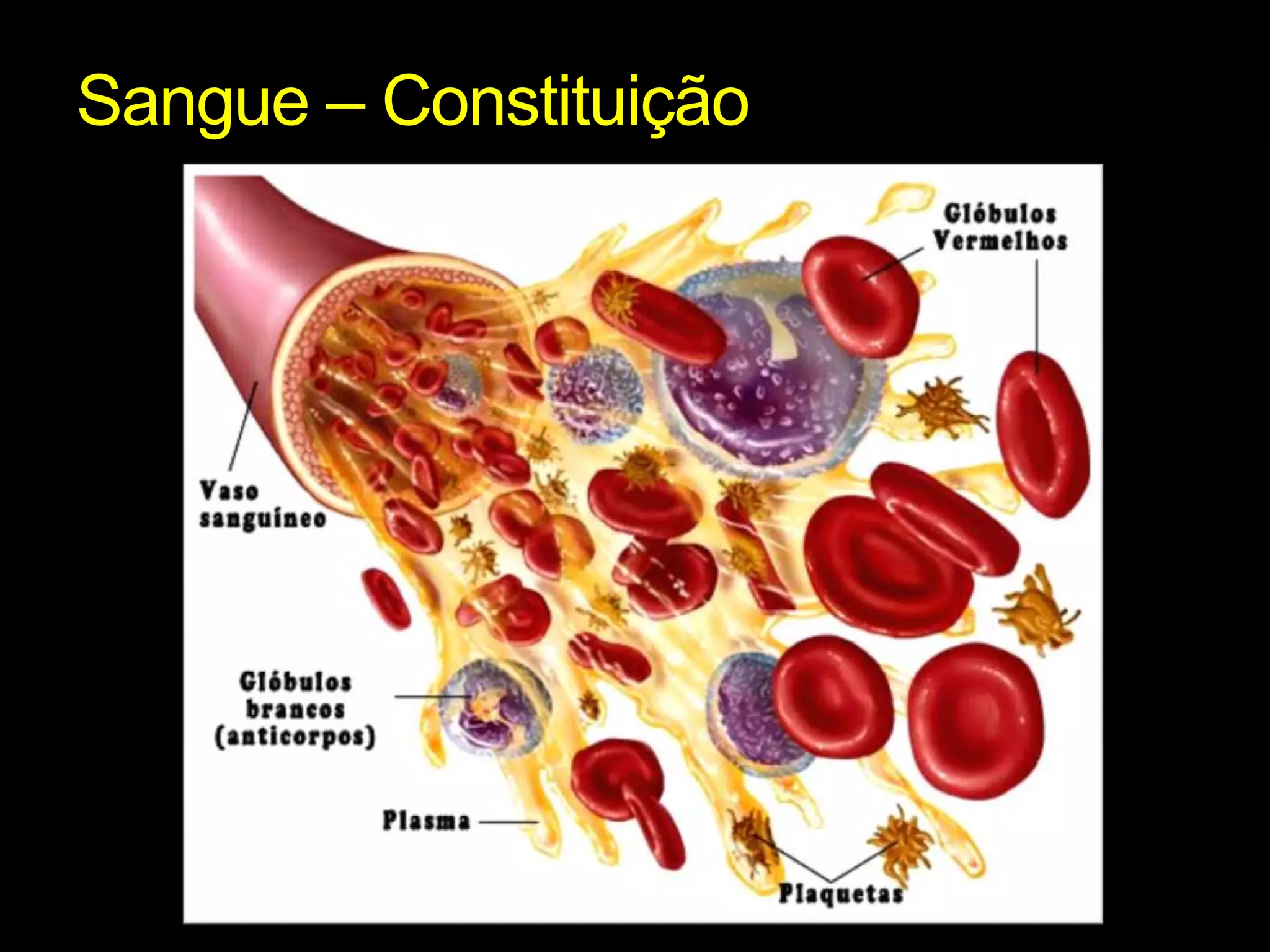 Sangue – Constituição