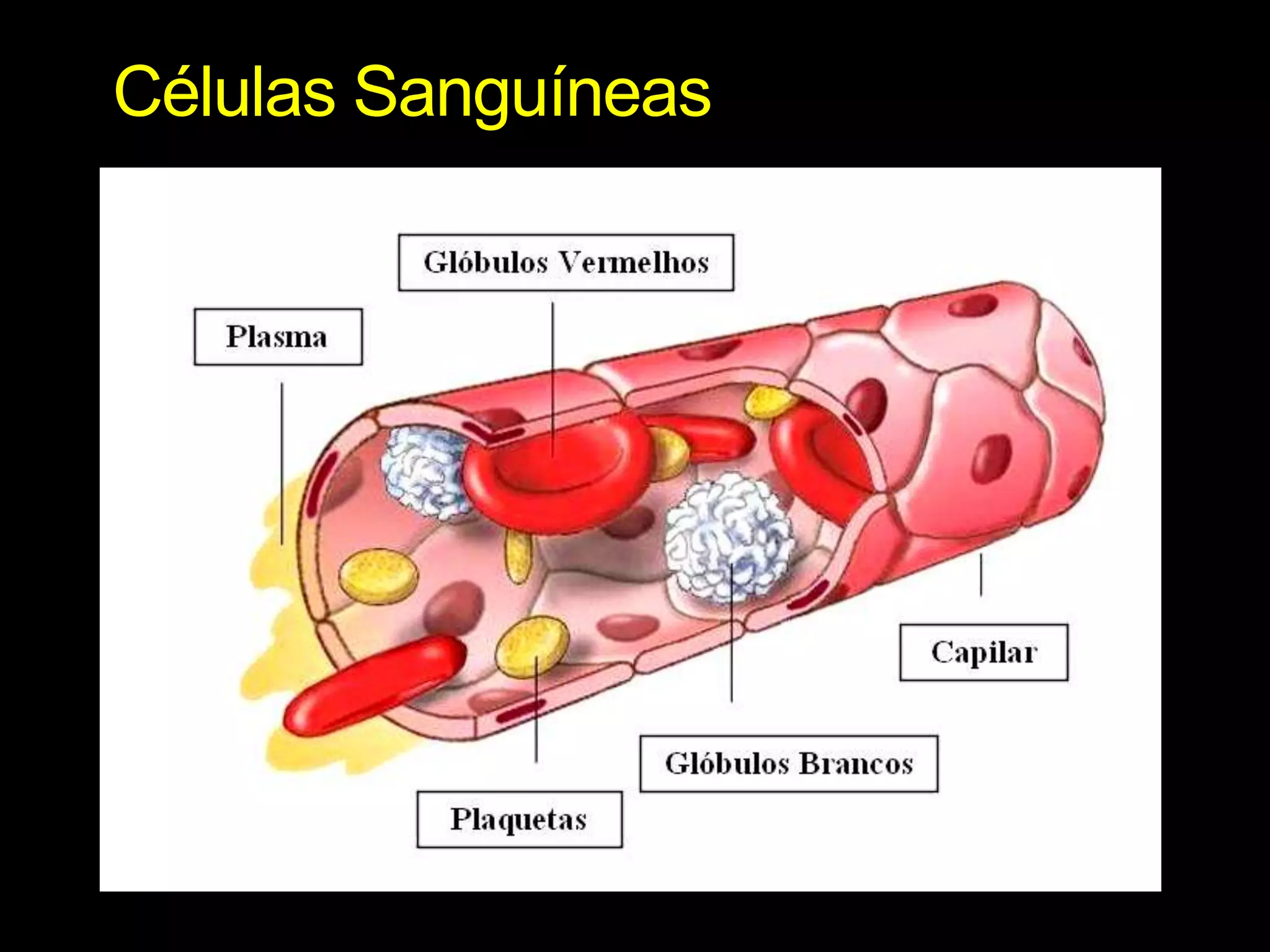 Células Sanguíneas