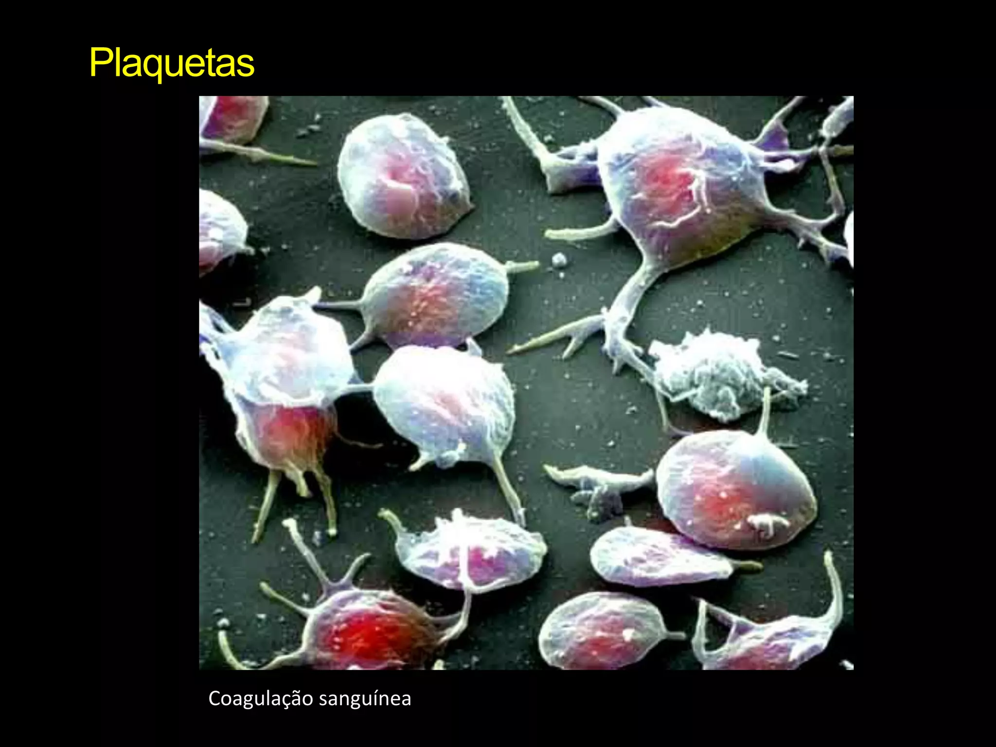 PlaquetasCoagulação sanguínea