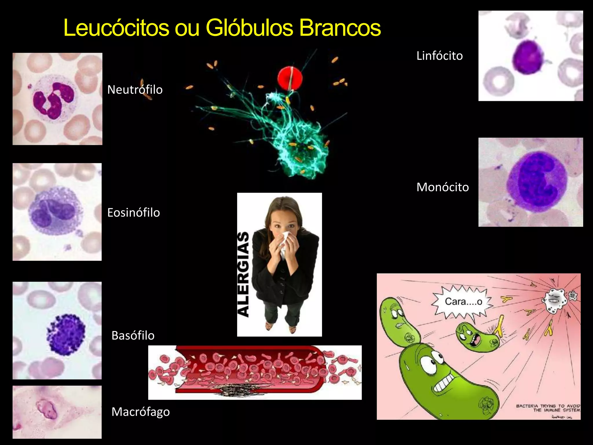 Leucócitos ou Glóbulos BrancosLinfócitoNeutrófiloMonócitoEosinófiloBasófiloMacrófago