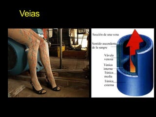 Veias