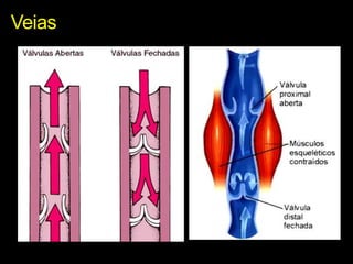 Veias