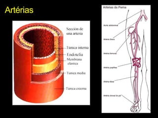 Artérias
