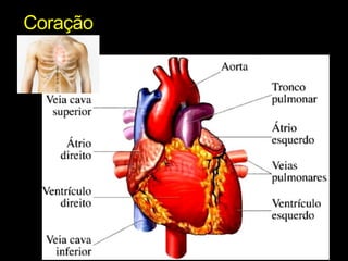 Coração