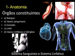 1- AnatomiaÓrgãos constituíntesa) Sangue;b) Vasos sanguíneosc) Coraçãoc) Linfad) Vasos Linfáticos e GângliosSistema Sanguíneo e Sistema Linfático