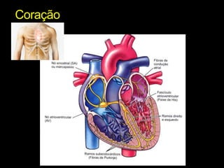 Coração