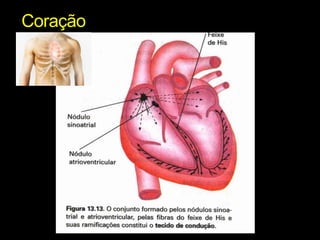 Coração