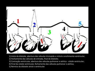 1) Início da diástole, abertura das válvulas tricúspide e mitral e enchimento ventricular; 2) Fechamento das válvulas de entrada, final da diástole; 3) Contração ventricular, abertura das válvulas pulmonar e aórtica - sístole ventricular; 4) Final da sístole ventricular, fechamento das válvulas pulmonar e aórtica; 5) Reinício da diástole atrial e ventricular.