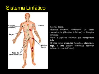 Sistema Linfático-Medula óssea, -Nódulos linfáticos; Linfonodos (às vezes chamados de ‘glândulas linfáticas’) ou Gânglios linfáticos. -Vasos e Capilares linfáticos que transportam linfa. -Órgãos como amígdalas (tonsilas), adenóides, baço, e timo (tecido conjuntivo reticular linfóide: rico em linfócitos).