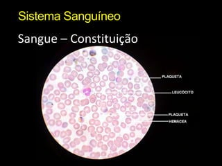 Sistema SanguíneoSangue – Constituição