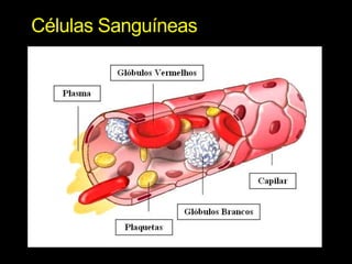Células Sanguíneas