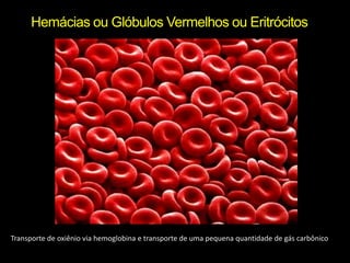 Hemácias ou Glóbulos Vermelhos ou EritrócitosTransporte de oxiênio via hemoglobina e transporte de uma pequena quantidade de gás carbônico