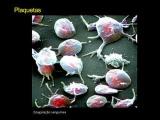 PlaquetasCoagulação sanguínea