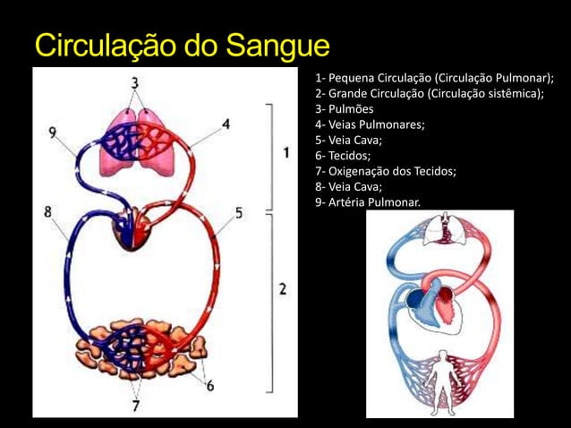 Sistema Circulatorio Slides Da Aula Sistema Circulatorio Slides Da Aula