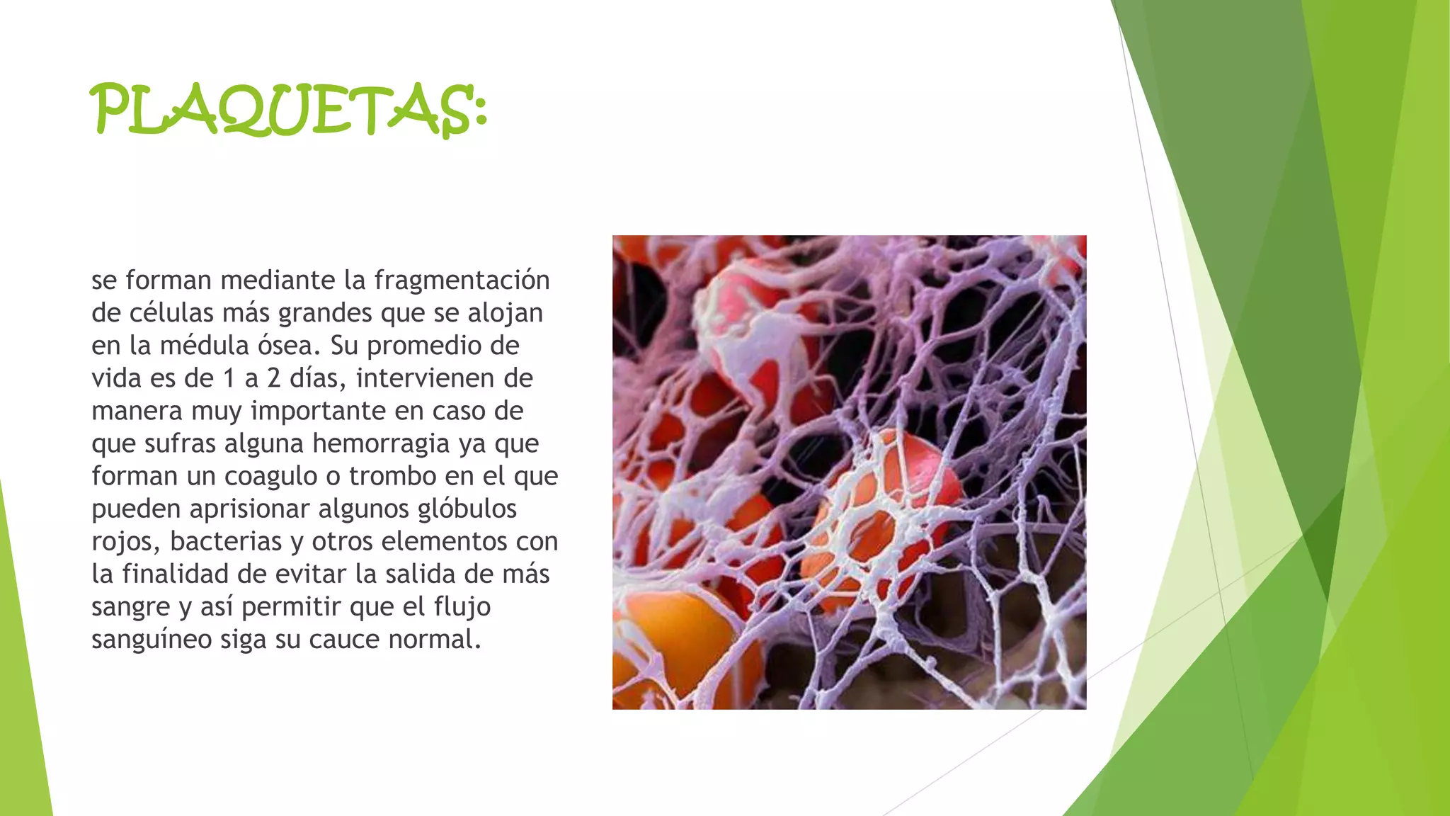 PLAQUETAS: 
se forman mediante la fragmentación 
de células más grandes que se alojan 
en la médula ósea. Su promedio de 
vida es de 1 a 2 días, intervienen de 
manera muy importante en caso de 
que sufras alguna hemorragia ya que 
forman un coagulo o trombo en el que 
pueden aprisionar algunos glóbulos 
rojos, bacterias y otros elementos con 
la finalidad de evitar la salida de más 
sangre y así permitir que el flujo 
sanguíneo siga su cauce normal. 
 