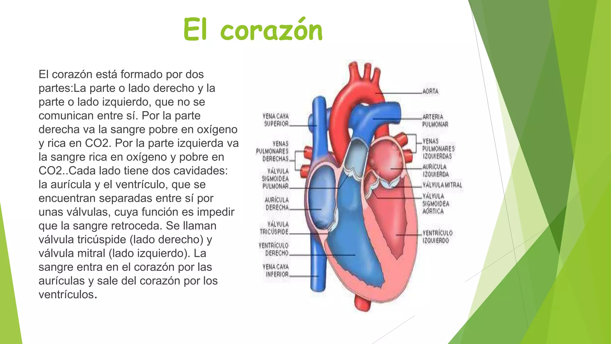 El corazón 
El corazón está formado por dos 
partes:La parte o lado derecho y la 
parte o lado izquierdo, que no se 
comunican entre sí. Por la parte 
derecha va la sangre pobre en oxígeno 
y rica en CO2. Por la parte izquierda va 
la sangre rica en oxígeno y pobre en 
CO2..Cada lado tiene dos cavidades: 
la aurícula y el ventrículo, que se 
encuentran separadas entre sí por 
unas válvulas, cuya función es impedir 
que la sangre retroceda. Se llaman 
válvula tricúspide (lado derecho) y 
válvula mitral (lado izquierdo). La 
sangre entra en el corazón por las 
aurículas y sale del corazón por los 
ventrículos. 
 