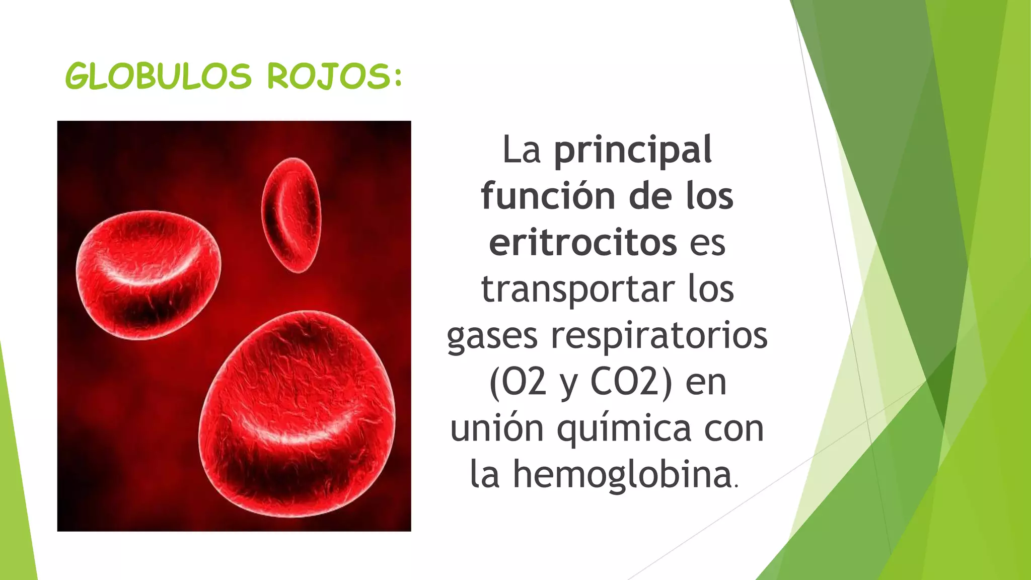 GLOBULOS ROJOS: 
La principal 
función de los 
eritrocitos es 
transportar los 
gases respiratorios 
(O2 y CO2) en 
unión química con 
la hemoglobina. 
 