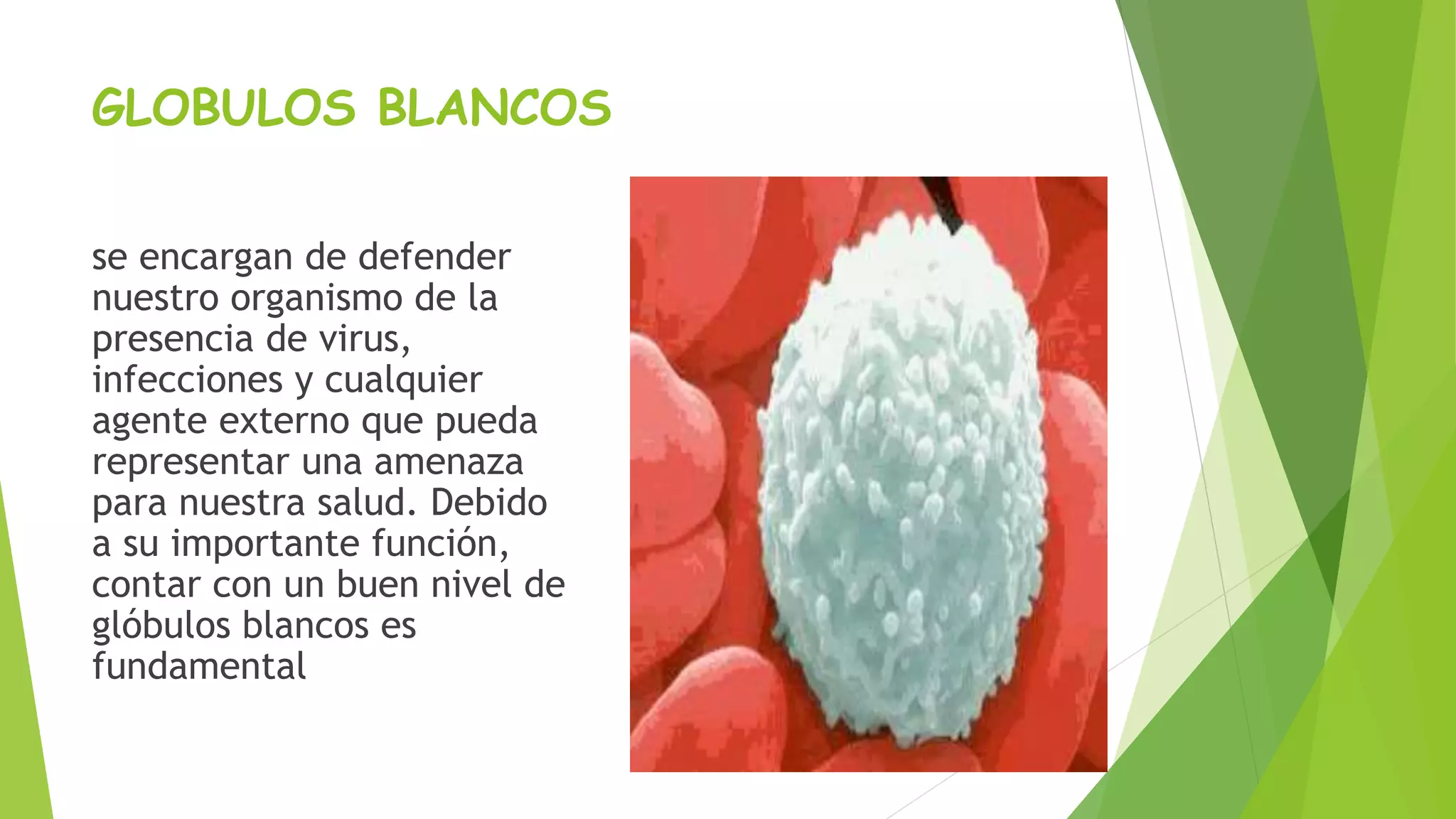 GLOBULOS BLANCOS 
se encargan de defender 
nuestro organismo de la 
presencia de virus, 
infecciones y cualquier 
agente externo que pueda 
representar una amenaza 
para nuestra salud. Debido 
a su importante función, 
contar con un buen nivel de 
glóbulos blancos es 
fundamental 
 