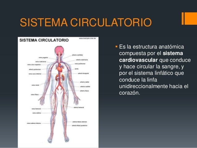 Sistema circulatorio y escretor