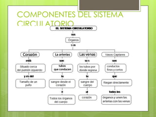 COMPONENTES DEL SISTEMA
CIRCULATORIO
 Corazón

 Vasos

sanguíneos

• Venas
• Capilares
• Arterias

• Glóbulos rojos
• Glóbulos blancos

 Sangre

 