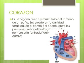 CORAZON
 Es

un órgano hueco y musculoso del tamaño
de un puño. Encerrado en la cavidad
torácica, en el centro del pecho, entre los
pulmones, sobre el diafragma, dando
nombre a la "entrada" del estómago o
cardias.

 