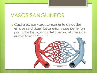 VASOS SANGUINEOS
 Capilares:

son vasos sumamente delgados
en que se dividen las arterias y que penetran
por todos los órganos del cuerpo, al unirse de
nuevo forman las venas.

 