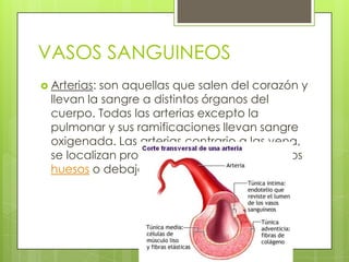 VASOS SANGUINEOS
 Arterias:

son aquellas que salen del corazón y
llevan la sangre a distintos órganos del
cuerpo. Todas las arterias excepto la
pulmonar y sus ramificaciones llevan sangre
oxigenada. Las arterias contrario a las vena,
se localizan profundamente a lo largo de los
huesos o debajo de los músculos.

 