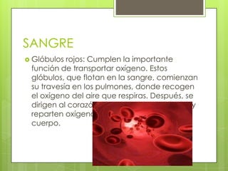 SANGRE
 Glóbulos

rojos: Cumplen la importante
función de transportar oxígeno. Estos
glóbulos, que flotan en la sangre, comienzan
su travesía en los pulmones, donde recogen
el oxígeno del aire que respiras. Después, se
dirigen al corazón, que bombea la sangre, y
reparten oxígeno a todas las partes del
cuerpo.

 