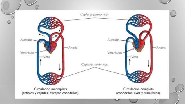 Tipo De Circulacion De Los Anfibios es.slideshare.net