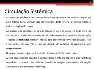 Circulação SistémicaA circulação sistémica inicia-se no ventrículo esquerdo, de onde o sangue sai pela artéria aorta. Através das ramificações desta artéria, o sangue chega a todos os órgãos do corpo.Ao passar nos capilares, o sangue transfere para as células o oxigénio e os nutrientes e recebe destas o dióxido de carbono e outros produtos de excreção – ocorre a hematose celular ( trocas que ocorrem ao nível das células). Fica assim pobre em oxigénio e rico em dióxido de carbono, designando-se por sangue venoso.O sangue venoso regressa, à aurícula direita através das veias cavas.A veia cava superior recolhe o sangue proveniente da cabeça e dos membros superiores e a veia cava inferior recolhe o sangue proveniente da região abdominal e dos membros inferiores.14