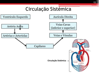 Circulação Sistémica15Ventrículo EsquerdoAurícula DireitaVeias Cavas (inferior e superior)Artéria AortaVeias e VénulasArtérias e ArteríolasCapilaresCirculação Sistémica