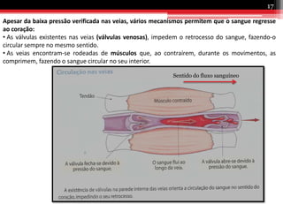 17Apesar da baixa pressão verificada nas veias, vários mecanismos permitem que o sangue regresse ao coração: As válvulas existentes nas veias (válvulas venosas), impedem o retrocesso do sangue, fazendo-o circular sempre no mesmo sentido.