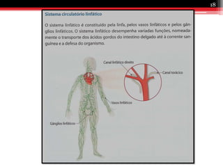  As veias encontram-se rodeadas de músculos que, ao contraírem, durante os movimentos, as comprimem, fazendo o sangue circular no seu interior.Sentido do fluxo sanguíneo