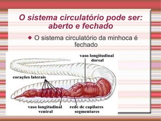 O sistema circulatório pode ser: aberto e fechado O sistema circulatório da minhoca é fechado 