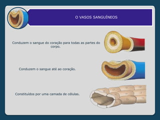 O VASOS SANGUÍNEOS
Conduzem o sangue até ao coração.
Conduzem o sangue do coração para todas as partes do
corpo.
Constituídos por uma camada de células.
 
