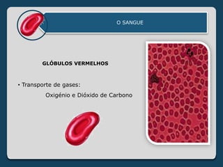 O SANGUE
GLÓBULOS VERMELHOS
• Transporte de gases:
Oxigénio e Dióxido de Carbono
 