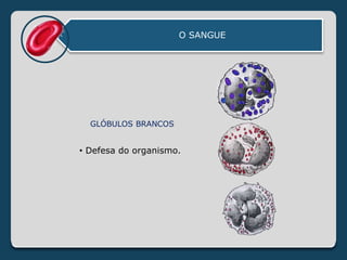 O SANGUE
GLÓBULOS BRANCOS
• Defesa do organismo.
 