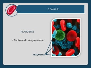 O SANGUE
PLAQUETAS
• Controle do sangramento.
PLAQUETAS
 