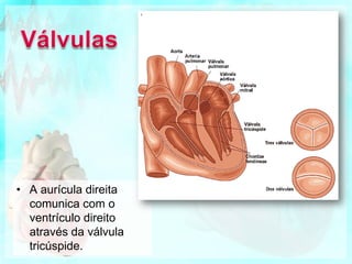 Ventrículo Esquerdo