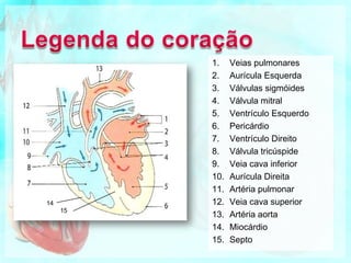 VálvulasAs  válvulas  só deixam  passar o sangue numa direcção (das aurículas para os ventrículos e  destes para o coração). 